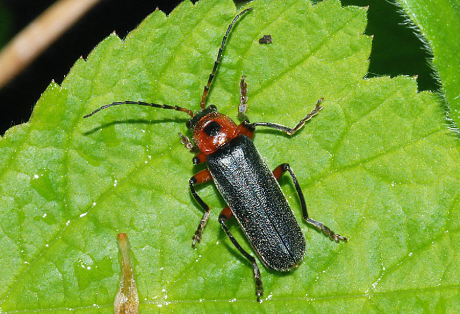 Cantharidae:   Cantharis rustica